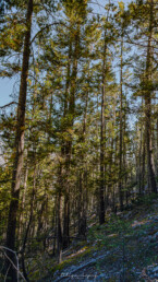 pinos, luz de sol, pinos altos, cielo azul