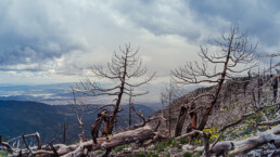 arboles, nubes blancas, arboles quemados, cielo azul.