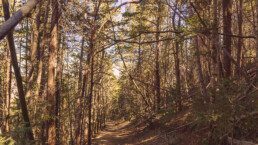 sendero, pinos, bosque de pinos, cielo azul, sierra arteaga.