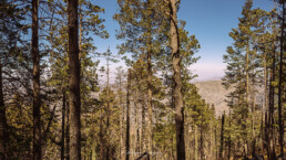 bosque de pino, cielo azul, nubes blancas, la sierra, colores matinales.