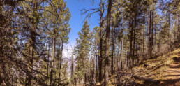 bosque pinos, cielo azul, sierra arteaga, sendero.