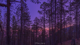 Cielo azul, atardecer, pinar, sierra.