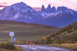 monta&ntilde;a, torres del paine, atardecer,, pradera, vegetacion, nubes blancas, guanaco.