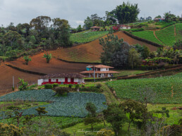 cafetales, hacienda colombiana, vegetacion, casas, cielo gris, praderas verdes.