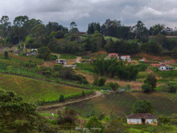 cafetales, hacienda colombiana, vegetacion, casas, cielo gris, praderas verdes.