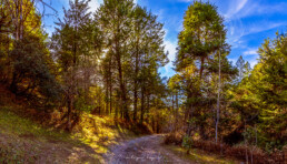 atardecer, sol, pinos, sendero, cielo azul.