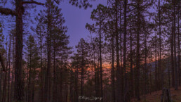 amanecer, pinos, cielo azul, cielo rosado.