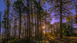 amanecer, sol entre pinos, pinos, cierra, monta&ntilde;a.