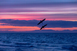 atardecer, pelicanos, el tecolote, la paz baja california sur, pescando, nubes azules.