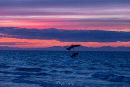 atardecer, pelicanos, el tecolote, la paz baja california sur, pescando, nubes azules.