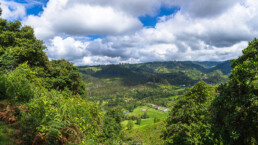cafetales, monta&ntilde;a, vegetacion, cielo azul, nubes blancas.