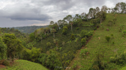 eje cafetero, salento, quindio, cafetales, monta&ntilde;a, palmas, vegetacion, cielo azul, nubes blancas.