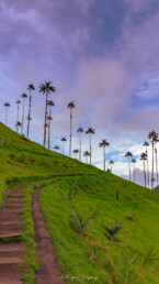 palmas de cera, sendero, cielo azul, nubes blancas, vegetacion.