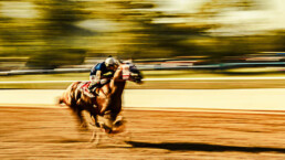 barrido, caballo, jockey, pista, arboles, vegetacion
