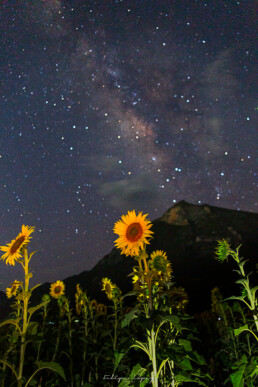via lactea, estrellas, vegetacion, cielo nocturno.