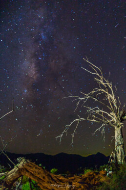 via lactea, estrellas, vegetacion, cielo nocturno.