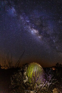 via lactea, estrellas, vegetacion, cielo nocturno.