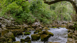 monta&ntilde;a, agua, rocas, vegetacion, bocatoma, gomez farias, tamaulipas.